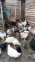 Продавам ,ярички,петли пуики, снимка 1