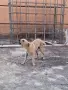 Бял мъжки пинчер, снимка 3