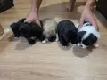 Кученца пекинези, снимка 1