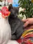 Британско коте., снимка 3