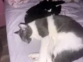 мъжка котка на 6 месеца , снимка 2