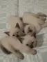 Сиамски котенца, снимка 3
