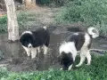 Малки каракачани, снимка 5