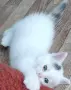 котенца търсят дом, 3 мес., снимка 7