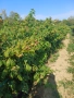 Разсад Малини, снимка 8