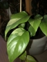 Rhaphidophora Tetrasperma Albo Variegata , снимка 2
