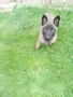 Малки белгийска Малиноа, снимка 3