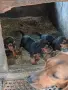 БАЛКАНСКИ ГОНЧЕТА, снимка 2
