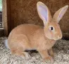 Зайци Заек Зайчета, снимка 4