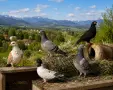 Пощенски гълъби , снимка 1