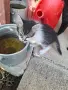 Подарявам малки котета на два месеца. Перник кв Тева., снимка 5