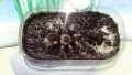 Тарантла tarantula , снимка 2