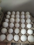 оплодени яйца от бял легхорн , снимка 2