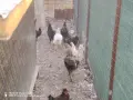 патки гъски петли кокошки, снимка 7