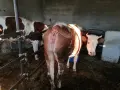 Крава на първо теле., снимка 1