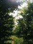 Черешова градина 4 дка между Крумово и Ягодово, снимка 2