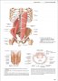 Атлас по анатомия PROMETHEUS от 1 до 3 том, PROMETHEUS Anatomi Atlası, Cilt 1-3, турски език, снимка 10