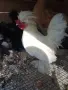 двойка бреговски джинки, снимка 1