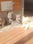 Френски булдог - вижуал Флъфи, снимка 1