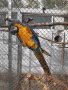 Синьожълта ара, снимка 1 - Папагали - 42550363