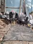 Сребърен виандот, снимка 5