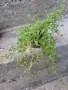 Сукуленти многогодишни и зимоустойчиви растения , снимка 6