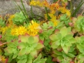 Седум палмери, Sedum palmeri, студоустойчив , снимка 5