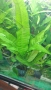 Аквариумни растения , снимка 15
