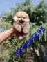 Мъжки мини Померан. , снимка 7