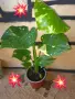 Комплект от три вида monstera, може и по отделно, снимка 14