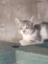 Котета подарявам!!!, снимка 11