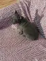 Френски булдог мъжки , снимка 10