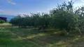 Перфектна Овошна Градина на 10 години 130дка. Сливи Стенлей, Круши и Дули, снимка 3