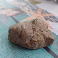 вкаменелост от остров Лансароте, снимка 3 - Колекции - 40773739