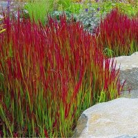 Imperata 'Red Baron', Декоративна трева, снимка 1 - Градински цветя и растения - 37058656
