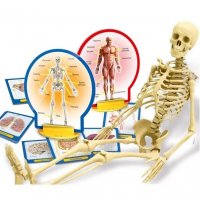 LISCIANI Малък гений: Открийте човешкото тяло, снимка 2 - Образователни игри - 38270853