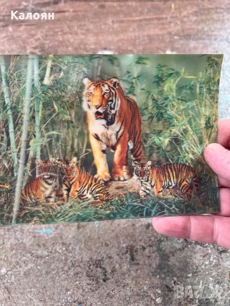 Стерео картичка с тигри - японска , снимка 1