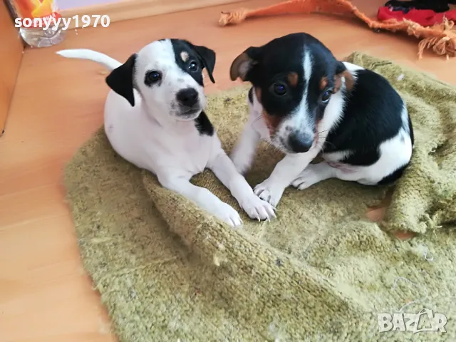 СЛАДКО ДЖАКЧЕ НА ДВА МЕСЕЦА-ЖЕНСКО 2002251943, снимка 1