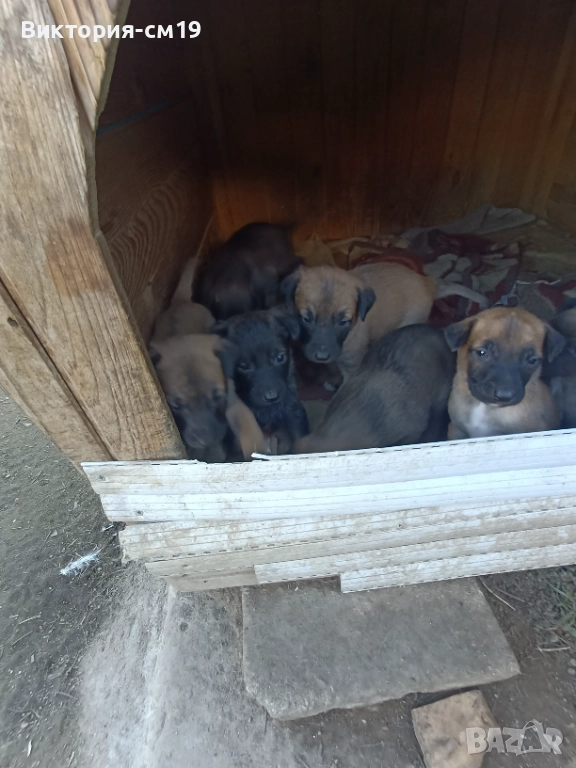 Подарявам кученца, снимка 1