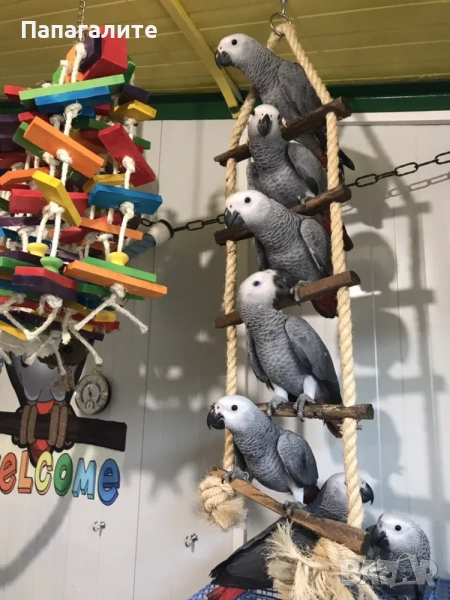 Папагали Жако- Конго, снимка 1