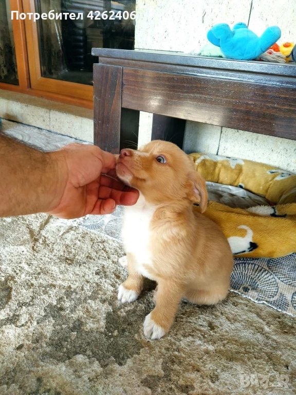 Продавам мъжко кученце, снимка 1