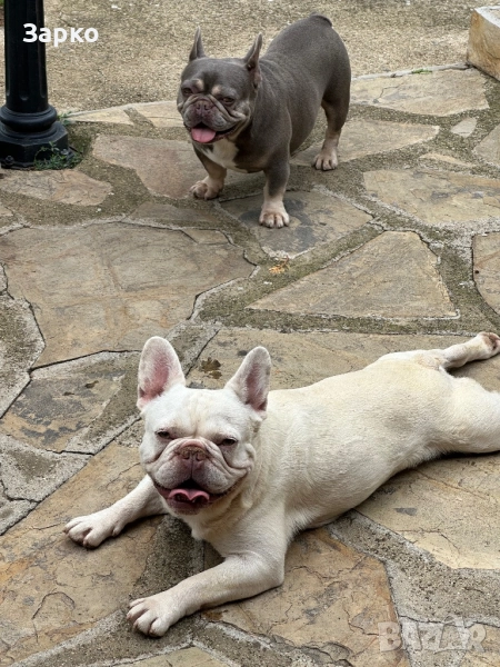 Френски булдог, снимка 1