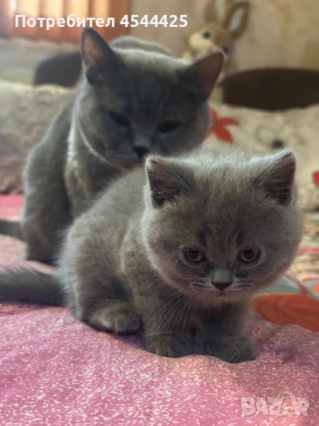 Британски късокосмести / Шотландски клепоухи котенца, снимка 1