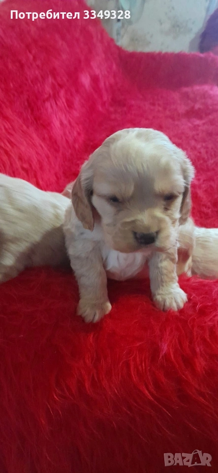 кокери, снимка 1