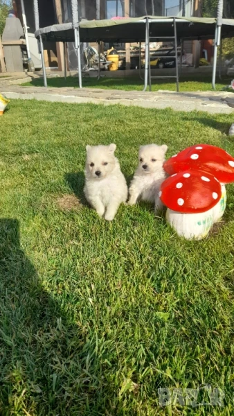 Померан , снимка 1