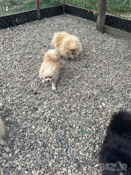 Померан , снимка 1
