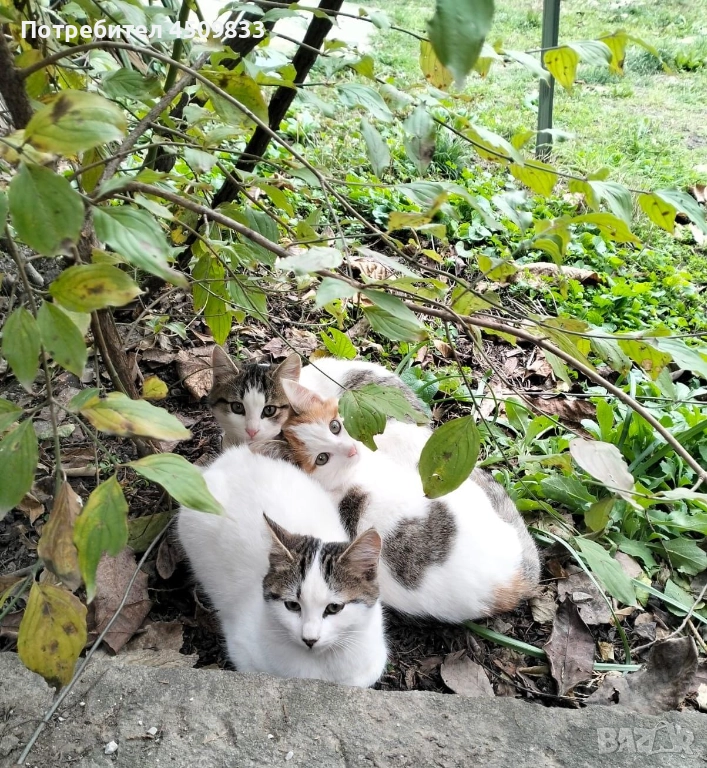 Отдам котенца в добри ръце, снимка 1