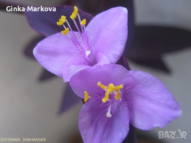 Малка и Голяма Лилава традисканция - 3,99лв., снимка 1