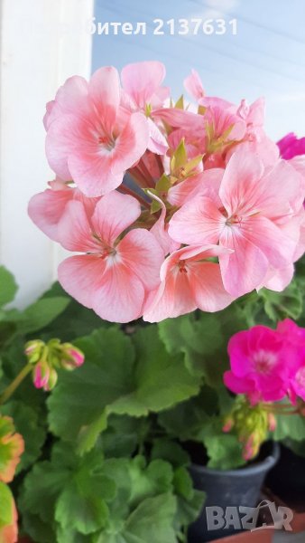 НИСКОСТЕБЛЕНО МУШКАТО , снимка 1