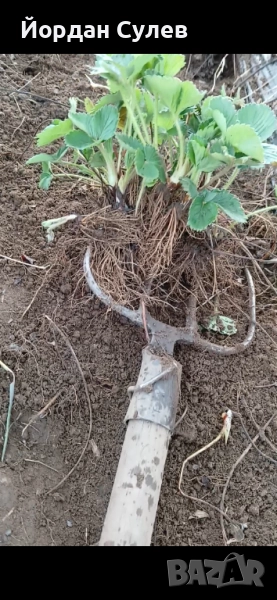‼️🌱Здравеите предлагам разсад Малини Със Висок Добив Много Сладки и Ароматни  Глен Ди Люлин и Полка, снимка 1